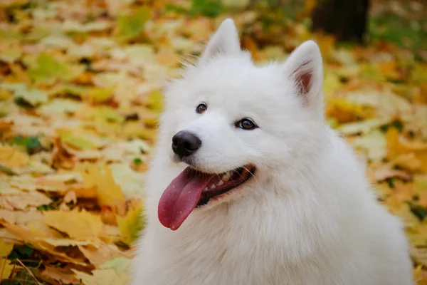 秋の公園でサモイド・スピッツの活発な健康な犬は、黄色の葉をたくさん残します。舌が突き出た犬の銃口を閉じて. — ストック写真