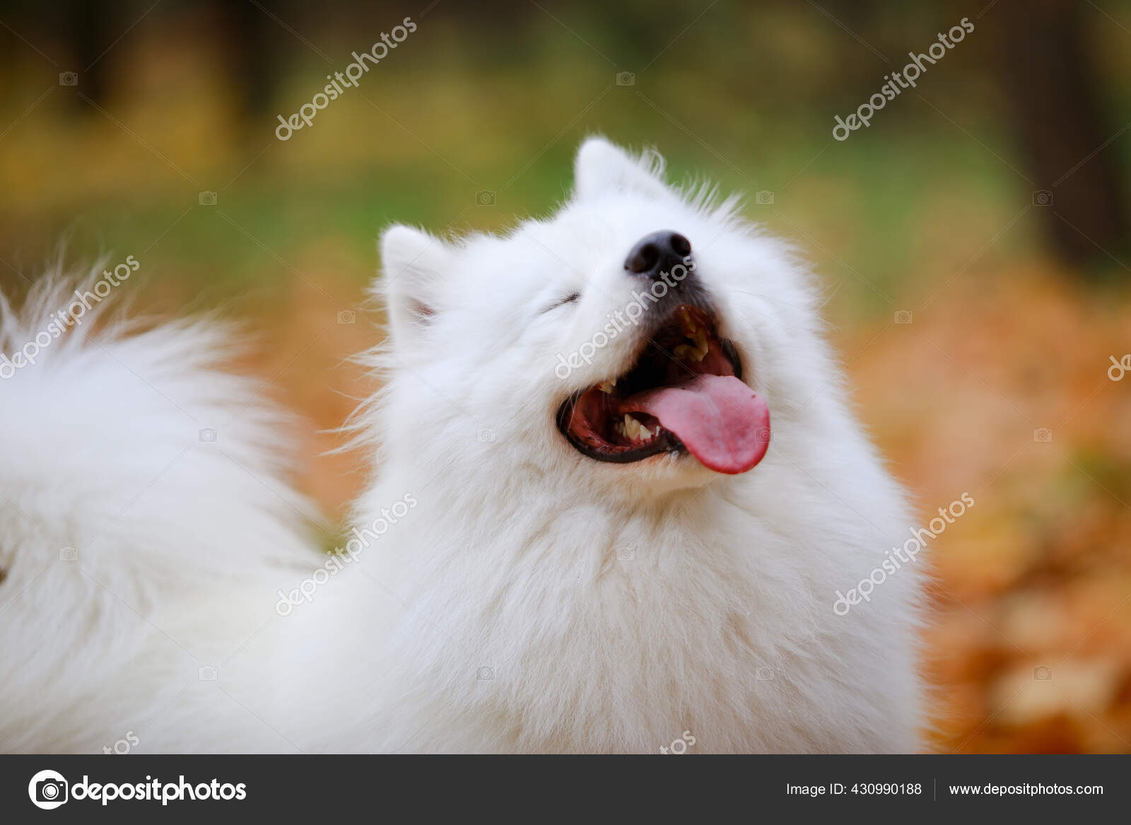 A cute snow white dog, an Samoyed Spitz, smiles happily with