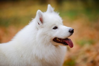 Beyaz tüylü Samoyed Spitz 'in portresi. Sarı yaprakların bulanık arka planına yakın plan. Köpek dilini dışarı çıkararak ileriye bakıyor..