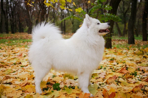 Widok z boku psa Samoyed Spitz stojącego w pozycji pokazowej. Zwierzęta stoją w pełnym wzroście w autumn parku na upadłych żółtych liściach. Zamknij się.. — Zdjęcie stockowe