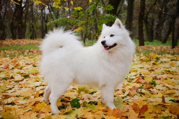 白くてふわふわのサモイド・スピッツの犬が秋の森の中に黄色の葉の上に立っています。犬は横のどこかを見て、少し口を開けて舌を突き出す。閉じろ!. — ストック写真