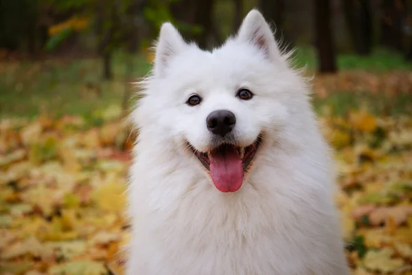 Memnun bir Amerikan Samoyed Spitz sonbahar parkında bulanık sarı yapraklar ve gülücüklerle oturuyor. Dost canlısı bir köpek dili dışarıda kameraya bakar. Kapat.. — Stok fotoğraf