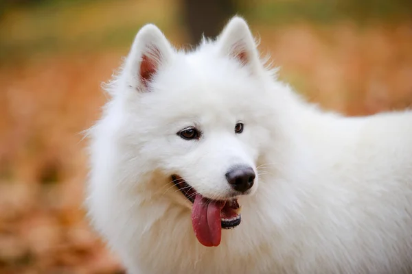 美しい雪の白い犬の肖像秋に森の中で落ち葉のぼやけた背景にSamoyed Spitz 。舌が突き出た犬の銃口を閉じて. — ストック写真