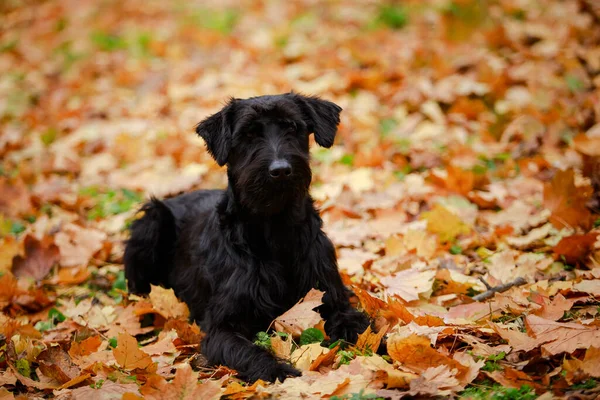 Vista frontal de um cão Riesenschnauzer preto, que se encontra em folhas amareladas caídas. O cão olha em frente. Close up photoshoot no outono no parque. — Fotografia de Stock