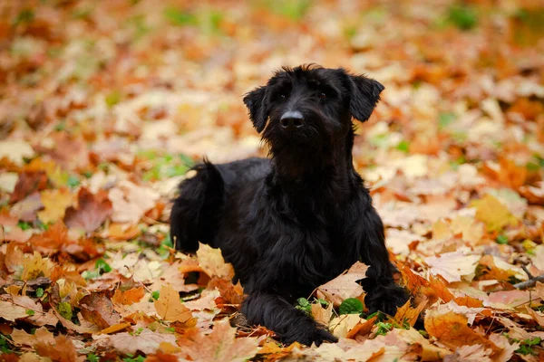 Um filhote de cachorro Riesenschnauzer preto está relaxando entre as folhas de outono da floresta em um belo dia quente. O cão está deitado sobre um fundo borrado de folhas amarelas. Fechar. — Fotografia de Stock