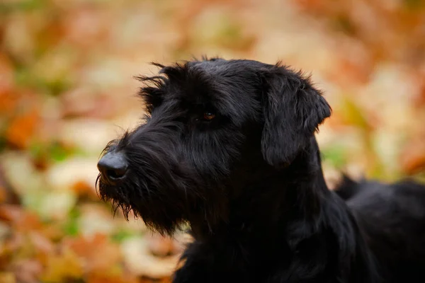 Profile portrait of a serious black Riesenschnauzer dog on a blurred background of fallen leaves. Close up of the muzzle of a pet on a walk in the autumn day. — Stock Photo, Image