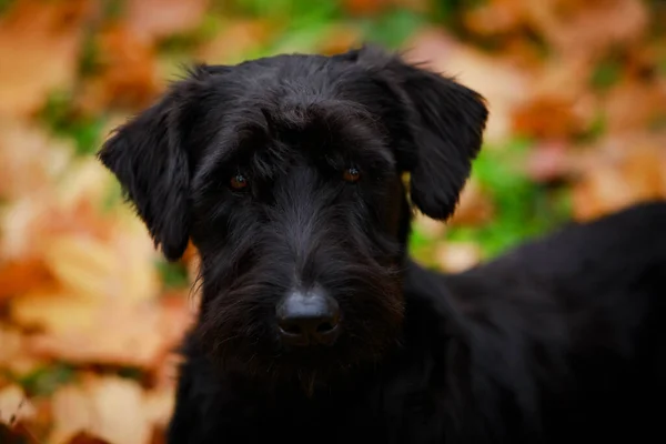 Riesenschnauzer preto posando para a câmera no parque em um fundo borrado de folhas caídas. Close-up de um rosto de cães com um olhar triste. — Fotografia de Stock