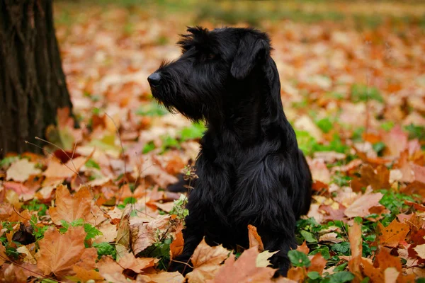 Un Riesenschnauzer noir se trouve dans le parc à côté d'un arbre sur fond de feuilles tombées jaunies non ciblées. Le chien tourna la tête vers la droite. Gros plan. — Photo