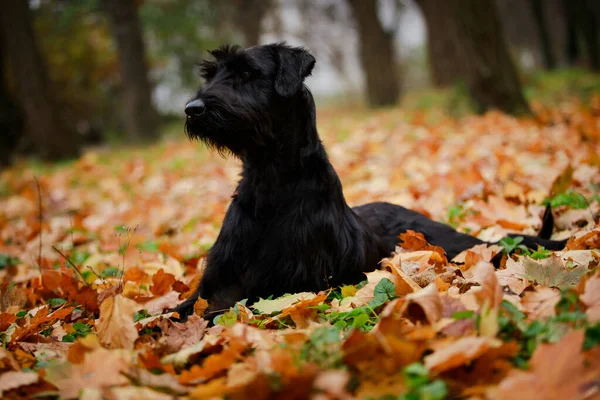 Terwijl de Riesenschnauzer rustte in het herfstbos in de gevallen bladeren, was hij zeer geïnteresseerd in iets. De hond strekt zijn nek uit en staart aandachtig in de richting van waaruit het geluid — Stockfoto