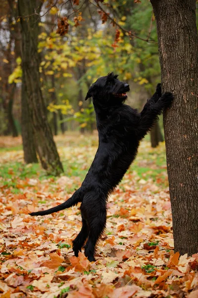 Riesenschnauzer preto posa em pé em suas patas traseiras, e com as pernas dianteiras apoiadas em um tronco de árvore na floresta de outono. Conceito pet care, brincadeira e treinamento. Fechar. — Fotografia de Stock