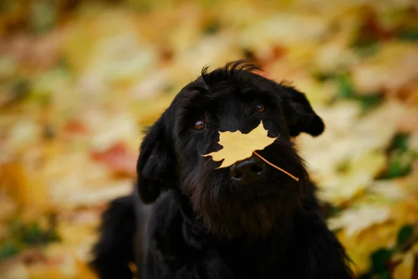 Retrato de um bonito Riesenschnauzer preto com uma folha de bordo em seu nariz. O cão posa contra um fundo borrado de um parque de outono com folhas amarelas caídas. Fechar. — Fotografia de Stock