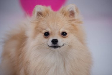 Gri bir duvar ve pembe bir balonun bulanık arka planında bir pigme pomeranian spitz 'in ağızlık portresi. Köpek kameraya gülümser..