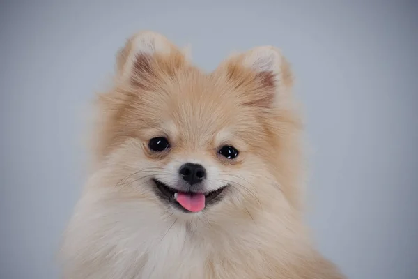Retrato de um anão Pomeranian com olhos expressivos e um sorriso em seu rosto. Pet posando no estúdio em um fundo cinza com a língua para fora, vista frontal. Fechar. — Fotografia de Stock
