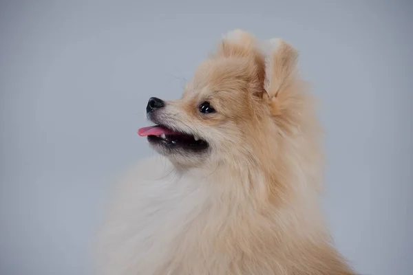 Profiel portret van een charmante Dwerg Pommerse rood behaarde Spitz tegen een grijze muur in de studio. Close-up van glimlachende honden muilkorf met uitstekende tong, zijaanzicht. — Stockfoto