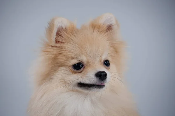 Portrait of the muzzle of a Pomeranian pygmy spitz close up on a gray background. A red haired pet with black beady eyes and erect ears is posing in the studio. — Stock Photo, Image