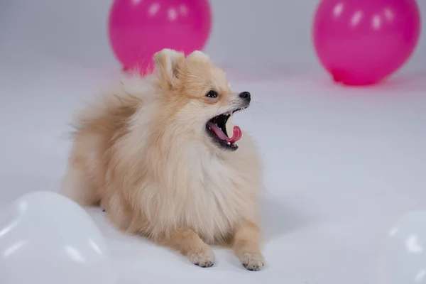 O spitz pigmeu da Pomerânia jaz e boceja, abrindo sua boca de tal forma que sua língua e presas são visíveis. O cão está posando no estúdio. Fechar. — Fotografia de Stock