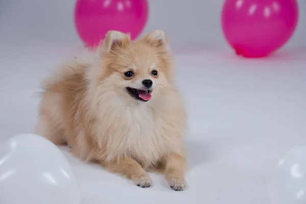 Um pigmeu Pomeranian Spitz fica no estúdio cercado por bolas brancas e rosa em um fundo cinza. O adorável cão sorri com a língua para fora. Fechar. — Fotografia de Stock