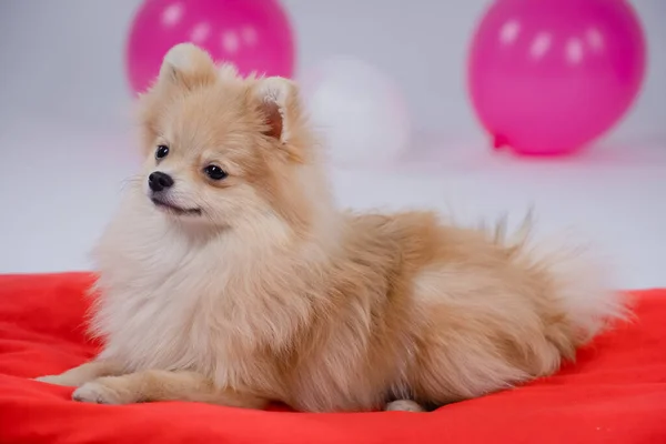 Fluffy pigmeu Pomeranian Spitz encontra-se em uma planície vermelha contra um fundo turvo. O animal de estimação posa no estúdio para uma sessão de fotos com balões brancos e rosa. Fechar. — Fotografia de Stock