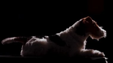 Siyah bir battaniye ve arka planda, karanlık bir stüdyoda yalancı bir tilki teriyerinin yan görüntüsü. Köpek ileriye bakar ve kuyruğunu sallar. Kapat..