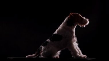 Fox Terrier köpeğinin bir kenar görüntüsü. Oturup önüne bakma emrini uyguluyor. Evcil hayvan, karanlık bir stüdyoda, siyah bir battaniyenin üzerinde ve siyah bir duvarın karşısında. Kapat..