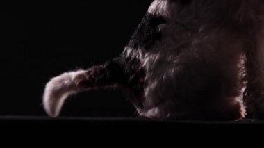 Side view of half sitting dog Fox Terrier. The pet in the studio on a black background wags its tail. Pose of happiness on the topic of a human friend, learning a new trick. Close up.