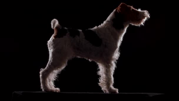 A fox terrier dog is preparing for an exhibition in a dark studio on a black blanket against a black wall. The dog performs the commands to stand and sit, while wagging its tail. Side view, close up. — Stockvideo