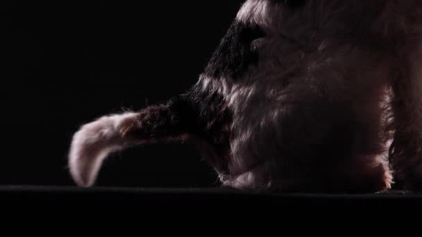 Side view of half sitting dog Fox Terrier. The pet in the studio on a black background wags its tail. Pose of happiness on the topic of a human friend, learning a new trick. Close up. — Video Stock