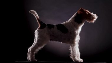 Tel saçlı Fox Terrier gri siyah eğimli arka planda stüdyoda profil oluşturup hareket etmiyor. Köpek sergi için hazırlanıyor. Kapat..