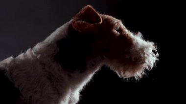 Siyah arka planda, karanlık bir stüdyoda bir köpek tilki teriyerinin ağızlık portresi. Evcil hayvan başını sağa sola sallıyor. Kapat..