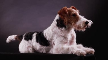 Side view of a trained Fox Terrier lying in the studio against a gray black gradient background and looking forward. The dog either wags its tail, then stops. Close up.