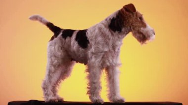 Fox Terrier, stüdyoda sarı turuncu bir arka planda siyah bir yatak örtüsü üzerinde gelişmekte. Köpek kuyruğunu sallıyor ve başını çeviriyor. Kapat..