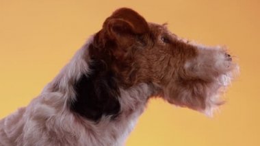 Stüdyodaki benekli tilki teriyerinin portresinin profil portresi sarı turuncu eğimli arka planda. Köpek ağzı açık ve dili dışarı çıkmış bir şekilde ileriye bakıyor. Evcil hayvan esniyor. Kapat..