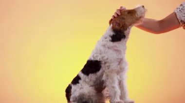 A dog of Fox Terrier breed sits in the studio on a yellow orange gradient background, the hand of the mistress strokes her head. The pet itself stretches its head to the hand. Close up.
