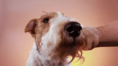 Close up muzzle of dog fox terrier breed on orange pink gradient background. The owners hand massages the pets neck, strokes the head.