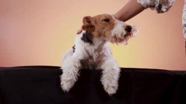 İtaatkar tilki teriyeri siyah bir peçeyle örtülü bir şekilde duruyor. Stüdyodaki köpek, turuncu pembe bir arka planda. Sahipleri evcil hayvanın kafasını okşar. Kapat..