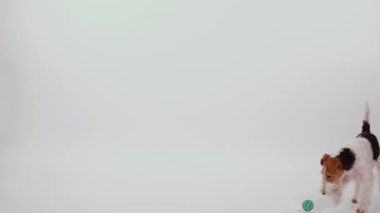 Slow motion of a playing fox terrier in the studio on a white background. The dog plays with a green ball, grabbed the ball with his teeth and took it to the owner. Funny pets. Close up.