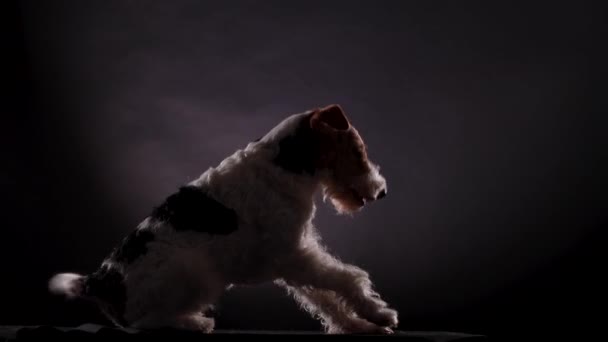Fox Terrier, yawning from a sitting position, takes a position to lie on a gray black gradient background, side view. The dog in the studio demonstrates his skills. Close up. — Stok video