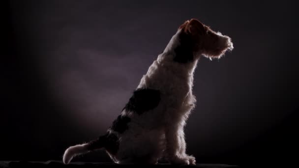 Spotted Fox Terrier sits on a gray black gradient background in the studio and looks in front of him, side view. The dog initially sits without moving, but then begins to wag its tail. Close up. — Wideo stockowe