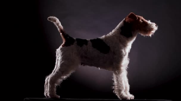 Wirehaired Fox Terrier se para y no se mueve de perfil en el estudio sobre un fondo gris degradado negro. El perro se prepara para la exposición. De cerca.. — Vídeo de stock