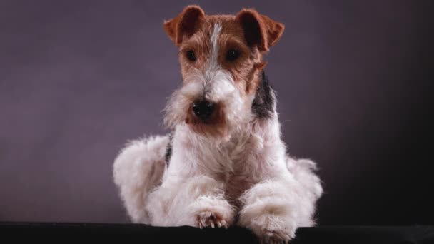 Fox Terrier lies in the studio on a gray black gradient background, front view. The dog in the studio demonstrates his skills. Close up. — Stock videók