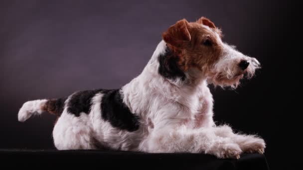 Side view of a trained Fox Terrier lying in the studio against a gray black gradient background and looking forward. The dog either wags its tail, then stops. Close up. — Vídeo de Stock