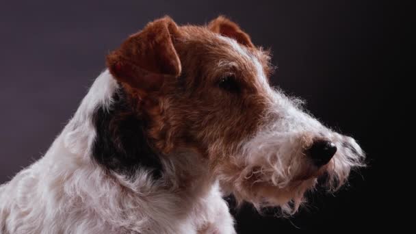 Profiel portret van de muilkorf van een hond vos terriër ras in de studio op een grijze zwarte helling achtergrond. Het huisdier kijkt periodiek vooruit knipperend. Sluiten.. — Stockvideo