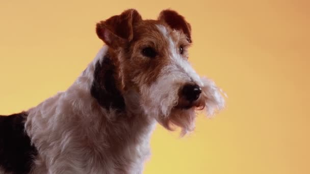 Close up of a fox terrier muzzle on a yellow orange gradient background. Dog in the studio, looking at the camera and in front of him. — Stockvideo