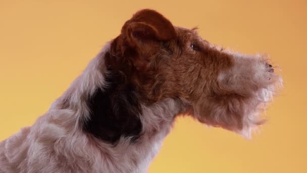 黄色のオレンジ色のグラデーションの背景に対するスタジオでの斑点キツネのテリアの銃口のプロフィール肖像画。犬は口を開けて、舌が突き出るのを楽しみにしている。ペットはあくびをする。閉じろ!. — ストック動画