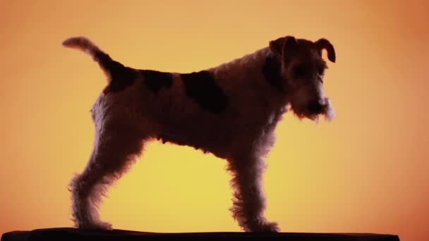 Silhouette of a fox terrier in the studio on a yellow orange gradient background. The dog stands in full growth, side view. Close up. — Stock Video