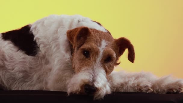 En hund av Fox Terrier rasen ligger i studion på en svart filt på en gul orange lutning bakgrund. Husdjuret vilar huvudet på tassarna och tittar på kameran. Närbild. — Stockvideo