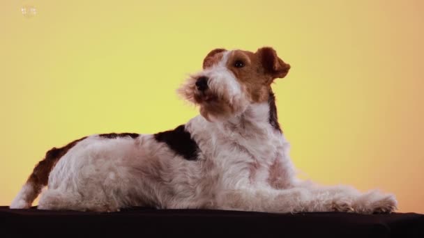 Ein gefleckter drahthaariger Foxterrier liegt im Studio auf einer schwarzen Decke vor gelb-orangefarbenem Hintergrund. Jemand pustet Seifenblasen und der Hund beobachtet sie genau. Nahaufnahme. — Stockvideo