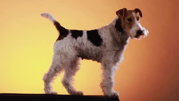 Vue latérale d'un chien renard terrier en studio sur un fond dégradé orange jaune. L'animal se tient en pleine croissance et agite sa queue. Gros plan. — Video