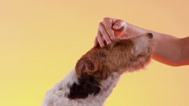 The mistresss hand strokes the spotted fox terrier on the head, against a yellow orange gradient background. The dog gets pleasure from stroking and itself stretches its head to the hand. Close up. — ストック動画