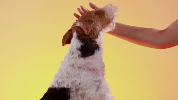 A dog of Fox Terrier breed sits in the studio on a yellow orange gradient background, the hand of the mistress strokes her head. The dog gets pleasure from stroking. Close up. — Wideo stockowe